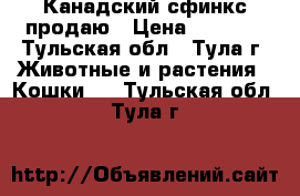Канадский сфинкс продаю › Цена ­ 5 000 - Тульская обл., Тула г. Животные и растения » Кошки   . Тульская обл.,Тула г.